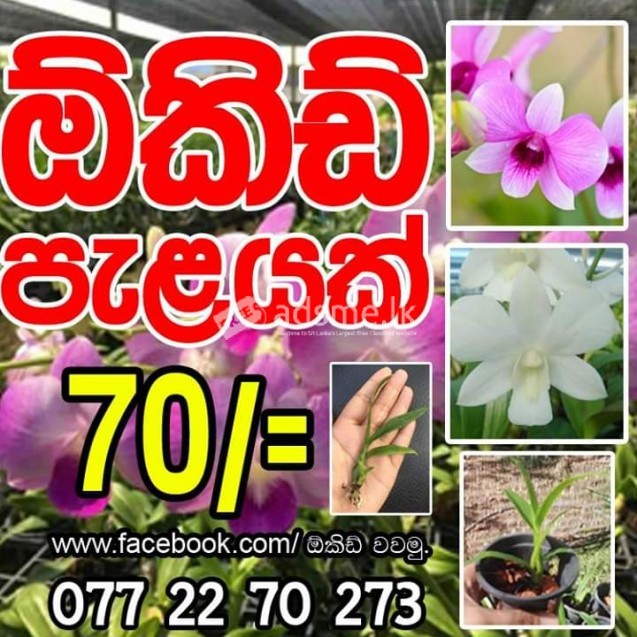 Orchid පැල