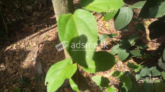 Masbedda leaves