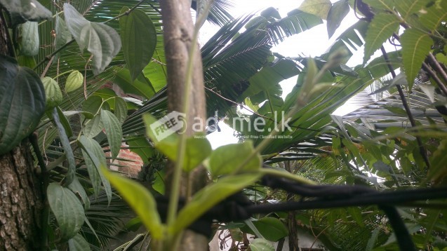 Masbedda leaves