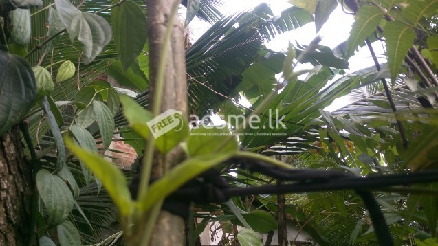 Masbedda leaves