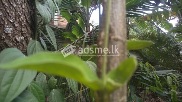 Masbedda leaves