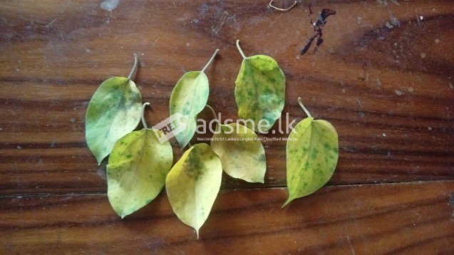 Masbedda leaves
