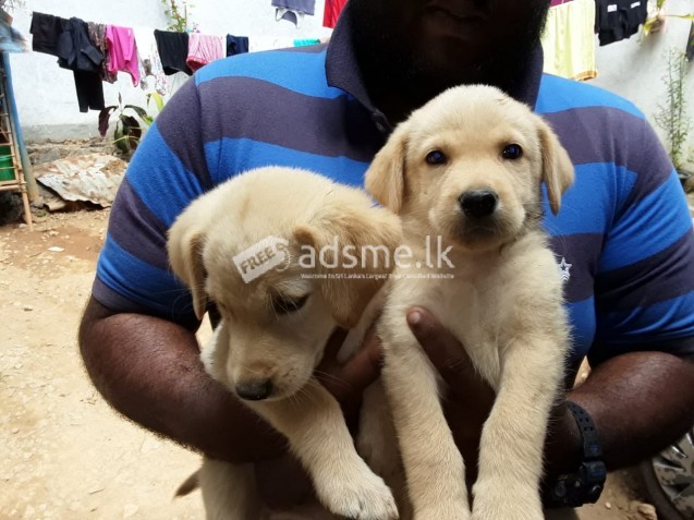 labrador