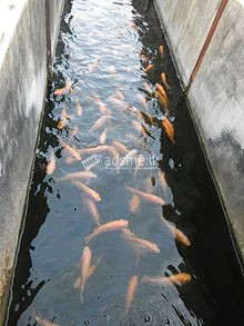 Mozambique fish for foot spa and pond