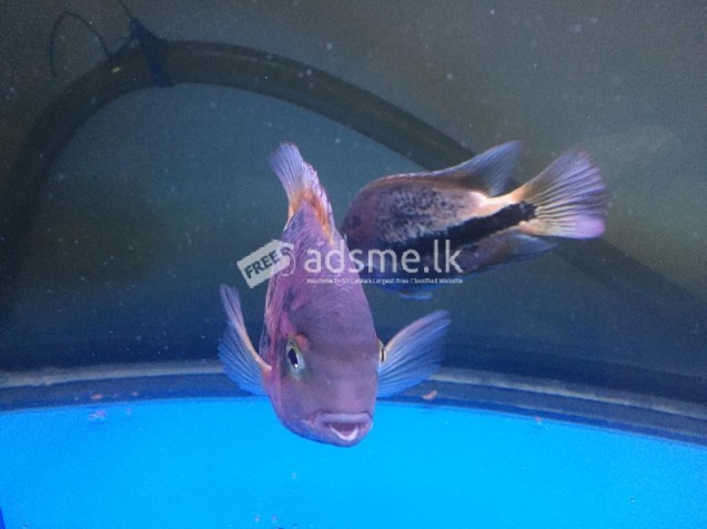 Red hed ciclide