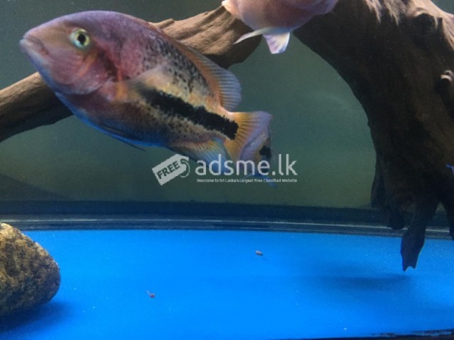 Red hed ciclide