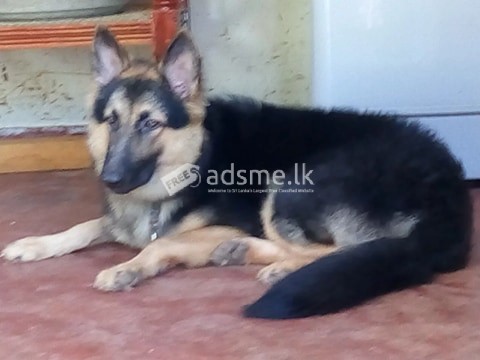 German Shepherd