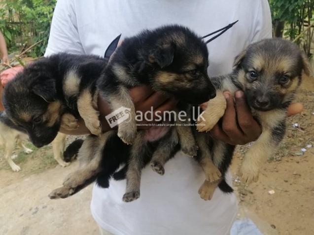 German Shepherd