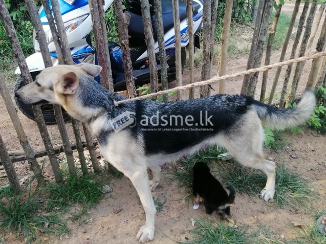 German Shepherd