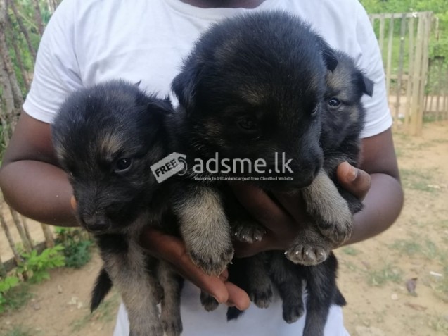 German Shepherd