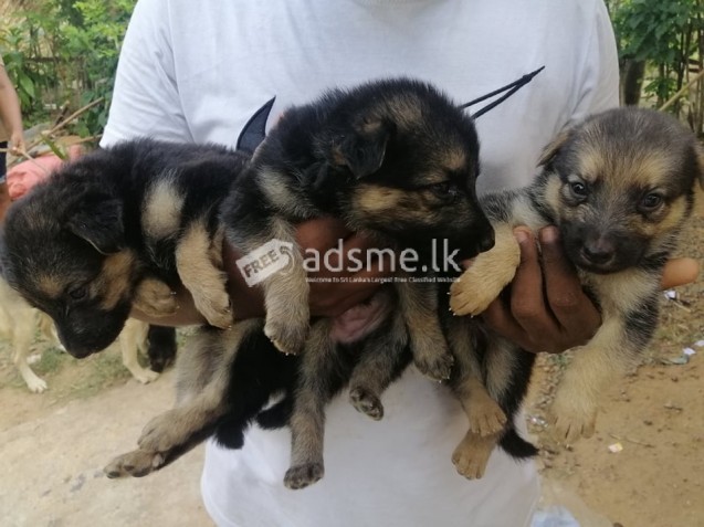 German Shepherd