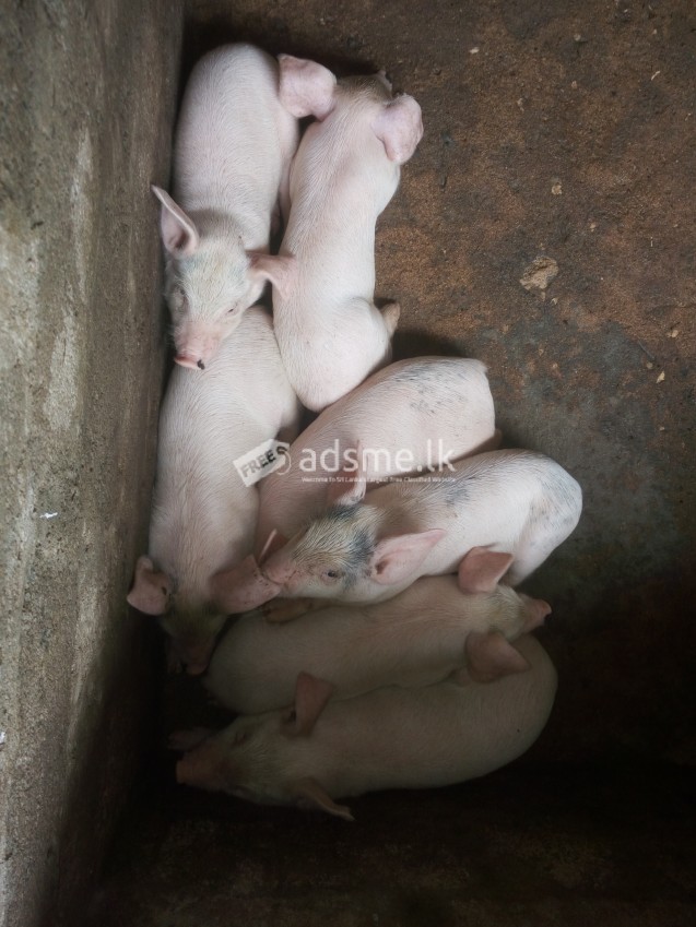 Piglets are ready to sale (Large white)