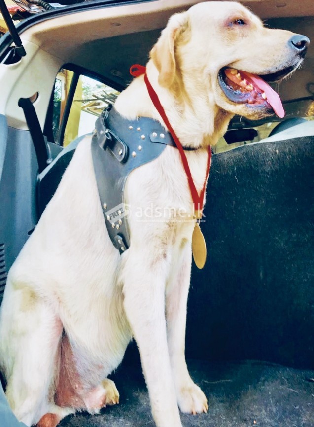 Labrador Dog for Crossing ( Stud )