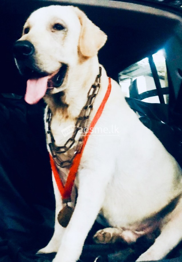 Labrador Dog for Crossing ( Stud )