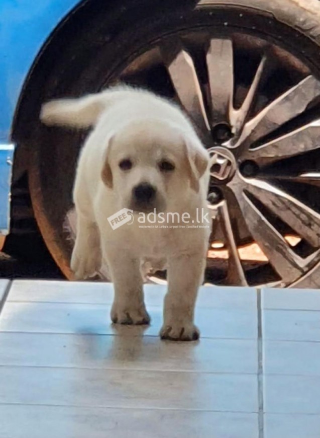 Labrador Dog for Crossing ( Stud )