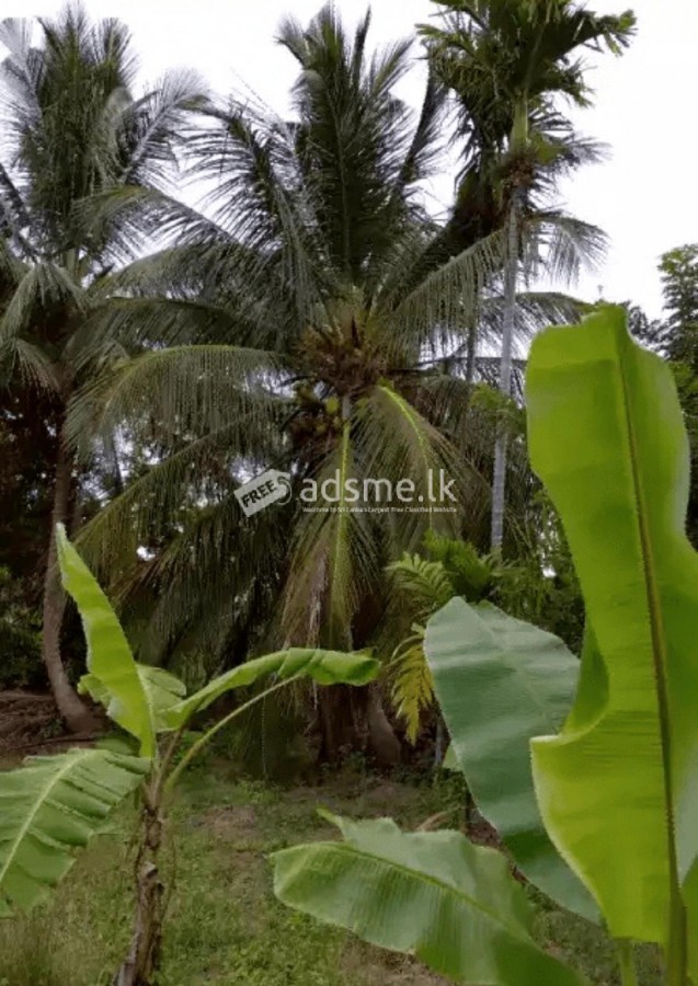 Land for sale Hambantota