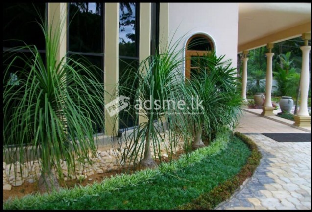 Garden service& grass saplay & landscaping