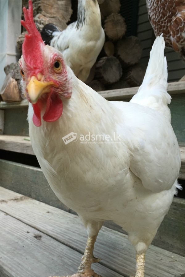 සත්ව ආහාර සපයනු ලැබේ. සහල් කුඩු