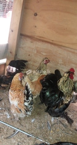 BANATAM FOR SALE