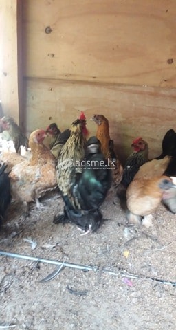 BANATAM FOR SALE