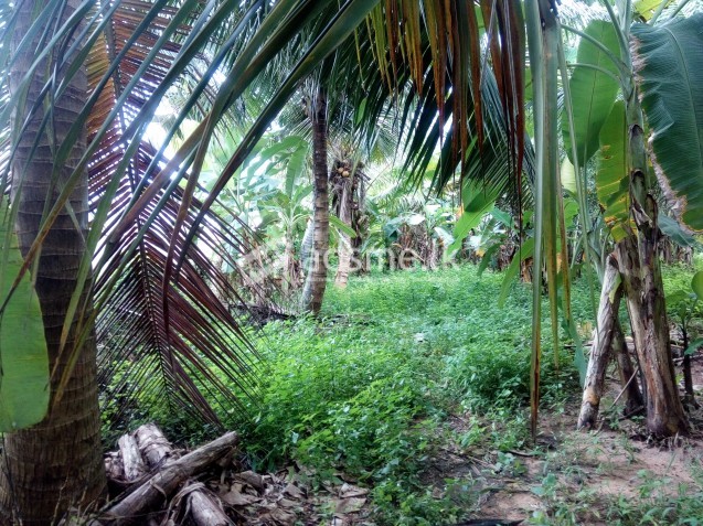 Coconut Land Dunagaha