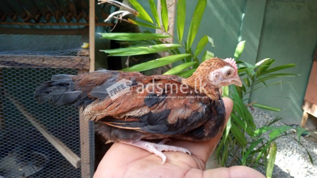 Bantams chicks oeg