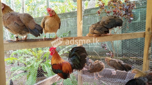 Bantams chicks oeg