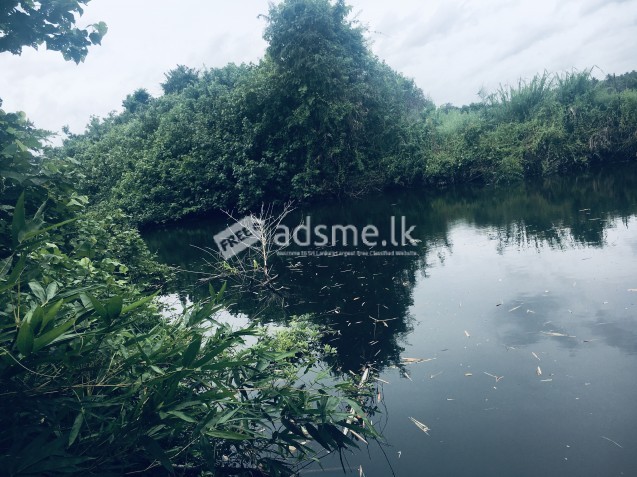 20 Acres Coconut land for sale