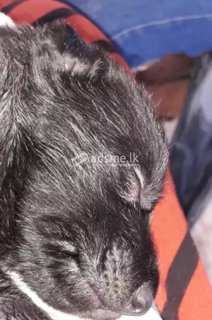 German shepherd black