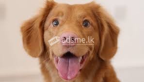 Need a Dog