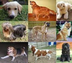 Need a Dog