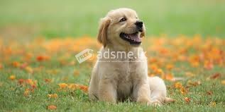 Need a Dog