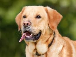 Need a Dog