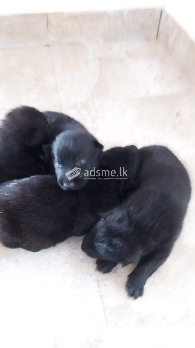 FOR SALE LION SHEPED DOGS