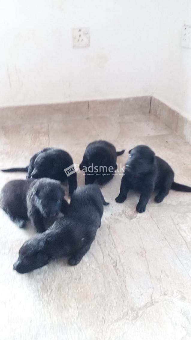 FOR SALE LION SHEPED DOGS