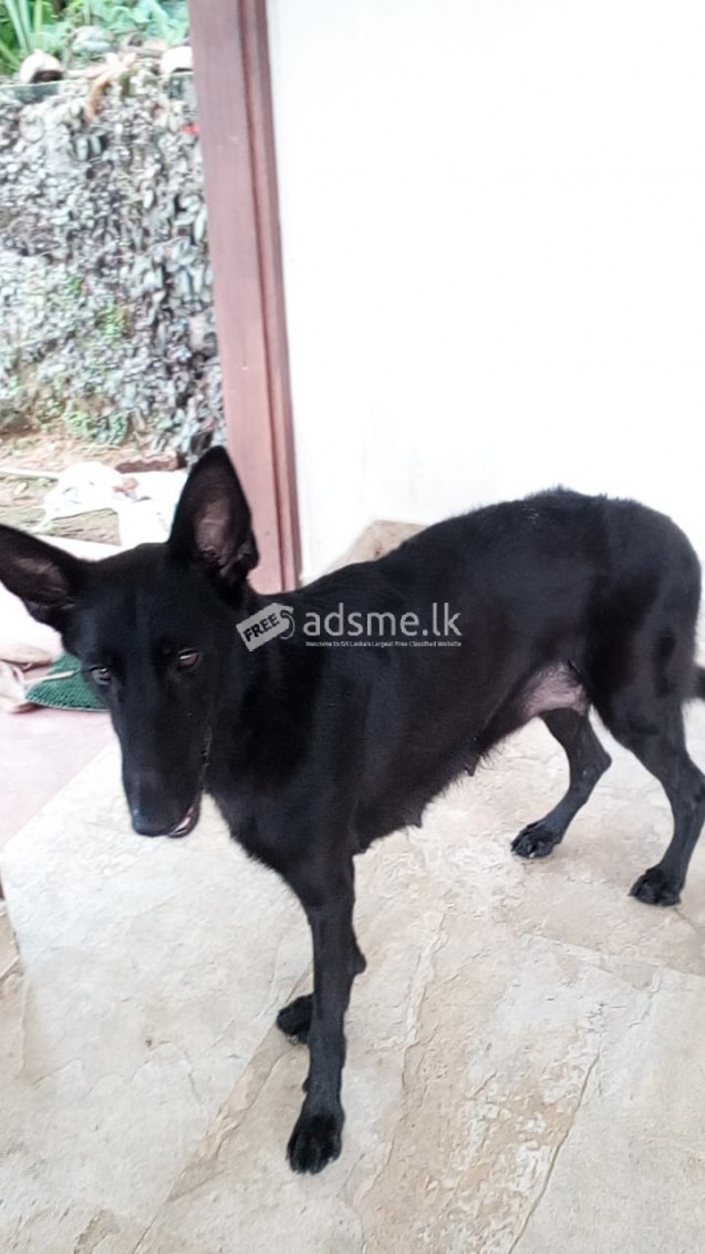 FOR SALE LION SHEPED DOGS