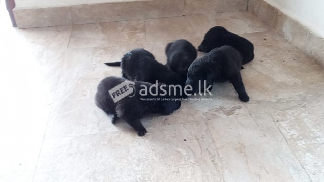 FOR SALE LION SHEPED DOGS
