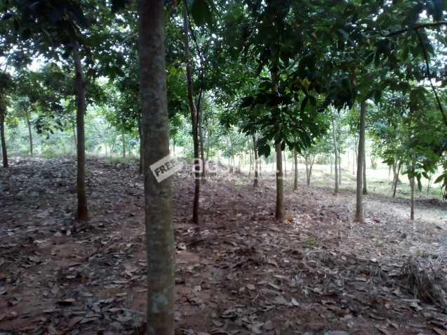 විකිනිමට