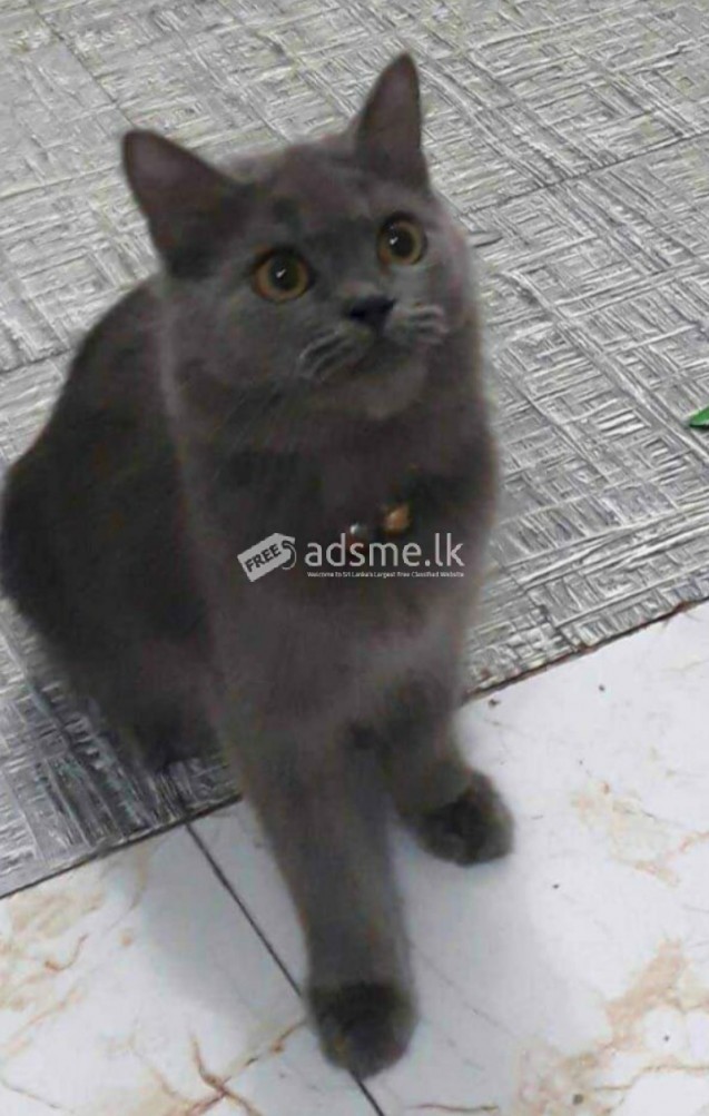British cat for sale