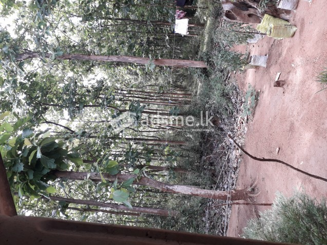 Teak tree