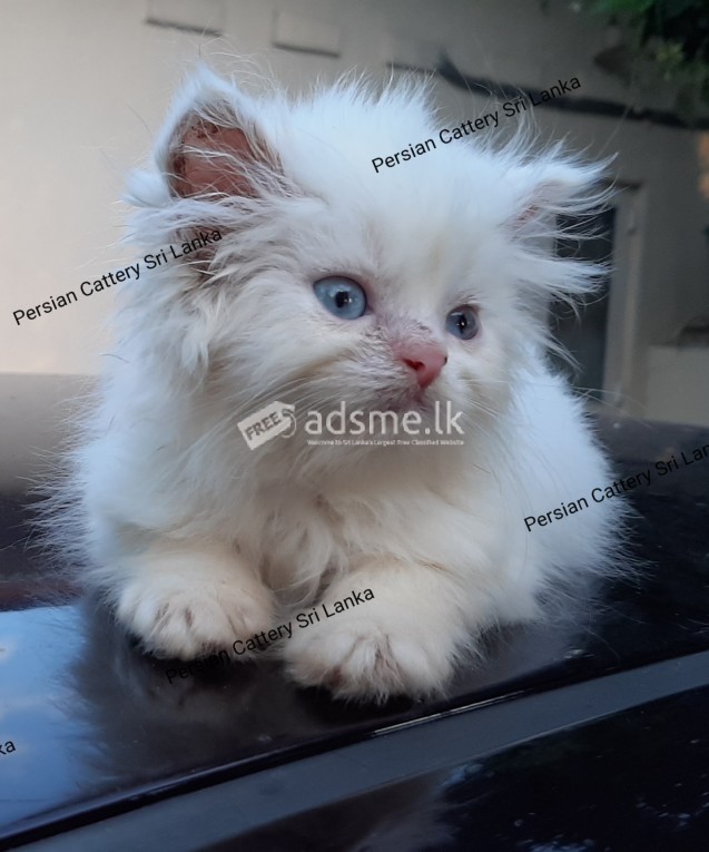 Persian Cat Kittens