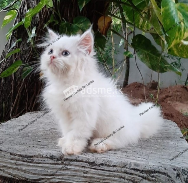 Persian Cat Kittens