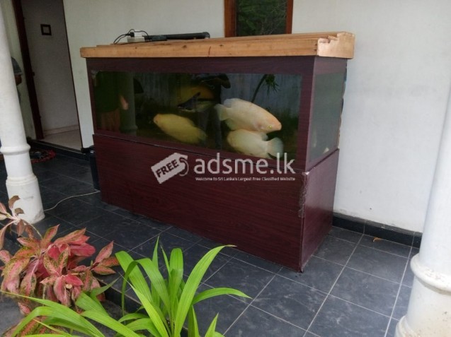 Fish tank