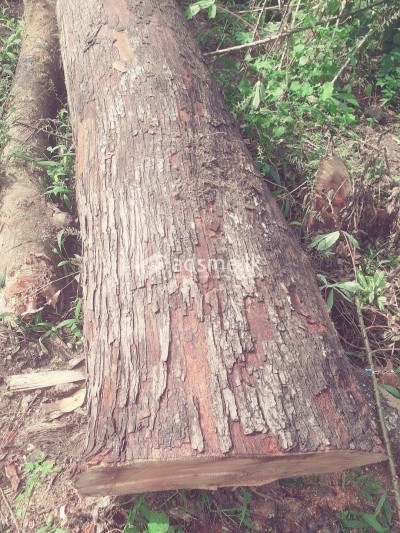 ලුනුමිදෙල්ල කදක් විකිණීමට