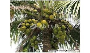Aduma Mudalakata Supiri Edamak..