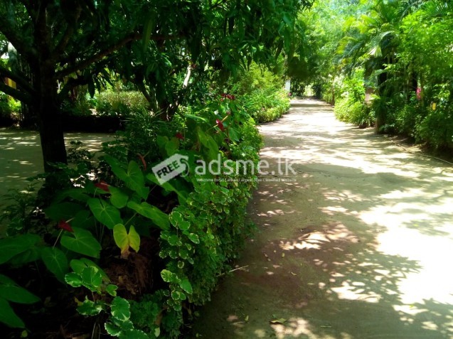 commercial/residential property for sale