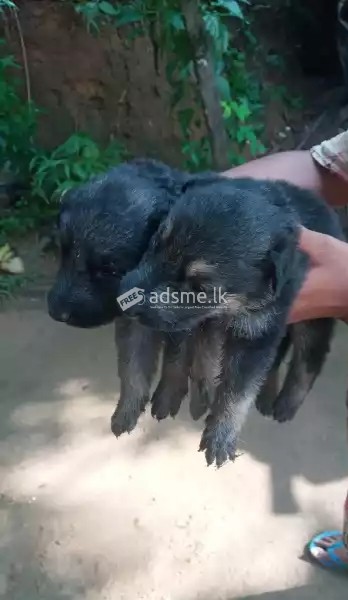 ජර්මන් ලයන්  සෙෆඩ් පැටවුන් (100% ඔර්ජිනල්)