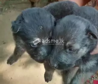 ජර්මන් ලයන්  සෙෆඩ් පැටවුන් (100% ඔර්ජිනල්)