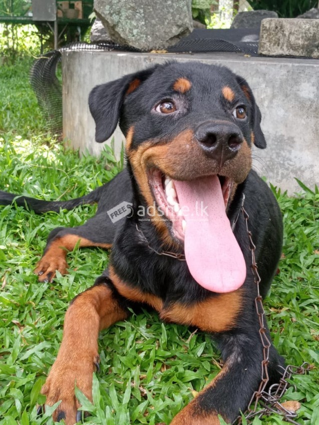 Rottweiler for sale