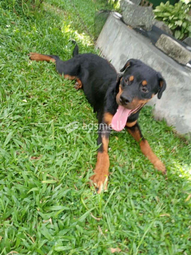 Rottweiler for sale